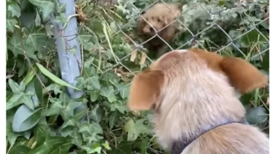 Illustration : Les rendez-vous quotidiens pleins d’affection, entre Jarrah la chienne Bouvier Australien et son nouveau voisin (vidéo)