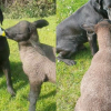 Illustration : "Un chien de ferme aussi dévoué qu’adroit aide sa maîtresse en donnant le biberon à un agneau orphelin"