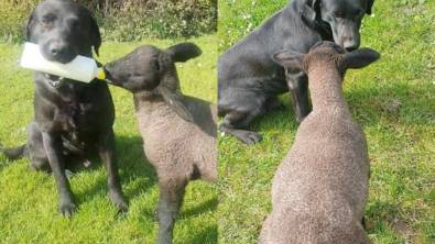 Illustration : Un chien de ferme aussi dévoué qu’adroit aide sa maîtresse en donnant le biberon à un agneau orphelin