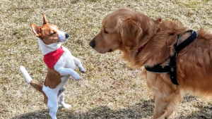 Illustration : "Épuisé et émacié après une longue disparition en forêt, un Golden Retriever est retrouvé in extremis par un Jack Russel Terrier"