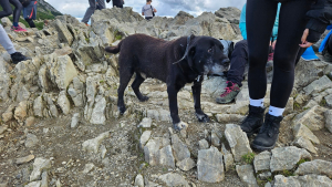 Illustration : "Une belle chaîne de solidarité se met en place, afin de retrouver les propriétaires d’un Labrador Retriever âgé, retrouvé seul en pleine montagne"