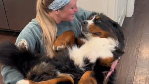 Illustration : "Quand Annie, la chienne Bouvier Bernois rescapée d’un élevage intensif, se laisse bercer comme un bébé (vidéo)"