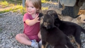 Illustration : "Une petite fille âgée d’un an et demi noue des liens très forts avec 4 jeunes chiots abandonnés, recueillis par ses parents (vidéo)"