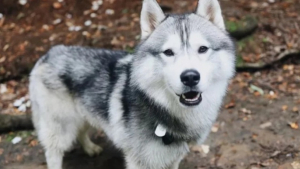 Illustration : "Kobe est un Husky qui a sauvé la vie des habitants de son quartier en creusant dans son jardin "