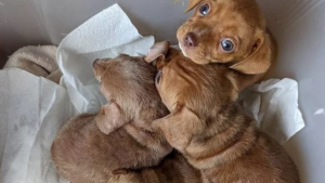 Illustration : "Un homme découvre 5 chiots abandonnés devant la porte de sa maison et essaye de leur trouver une famille aimante"