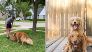 Illustration : "Ce Golden Retriever solitaire explose de joie quand il apprend qu’il va avoir un nouvel ami (vidéo)"