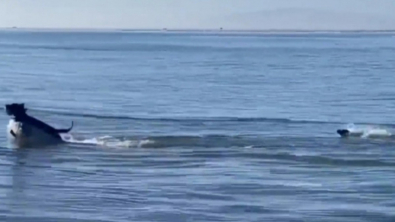 Illustration : Ce Labrador se promène sur la plage avec son maître et se fait un nouvel ami inattendu (vidéo)