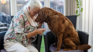 Illustration : "Cette retraitée donne tout ce qu’elle a pour sauver son chien malade"