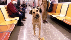 Illustration : "Ce chien errant qui adore les transports en commun est devenu une célébrité mondiale"